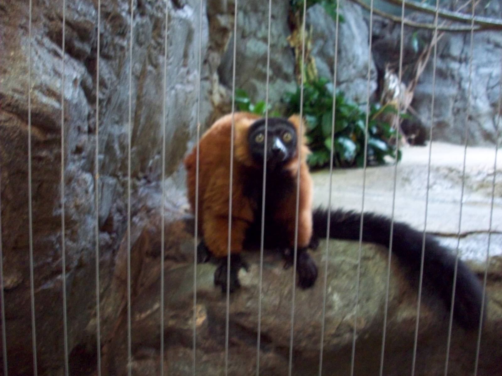 Ruffed Lemur
