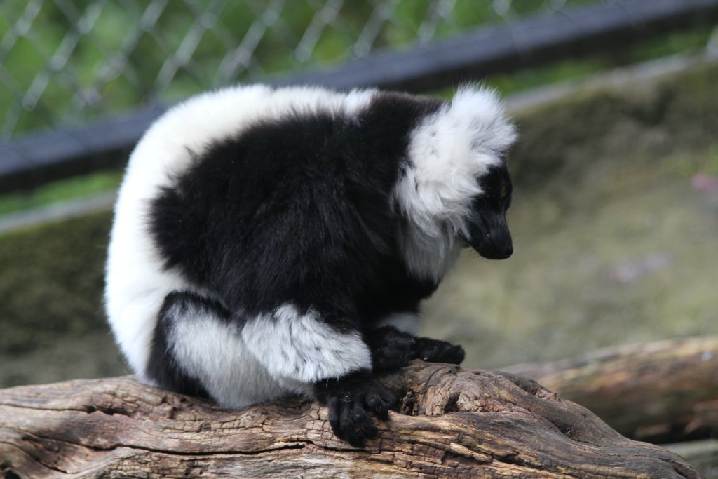 Ruffed Lemur