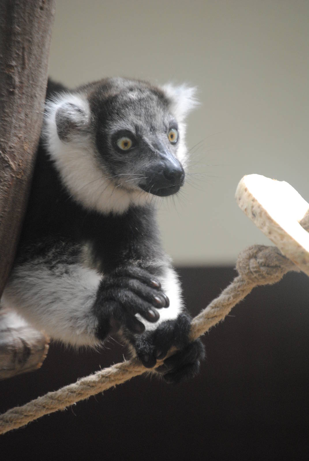 Ruffed lemur