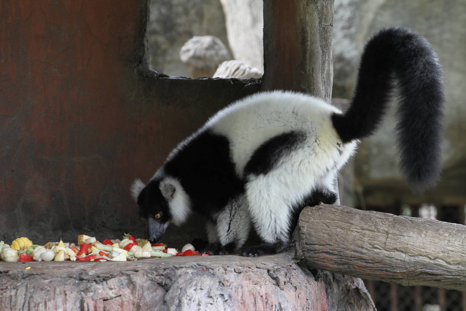 Ruffed Lemur