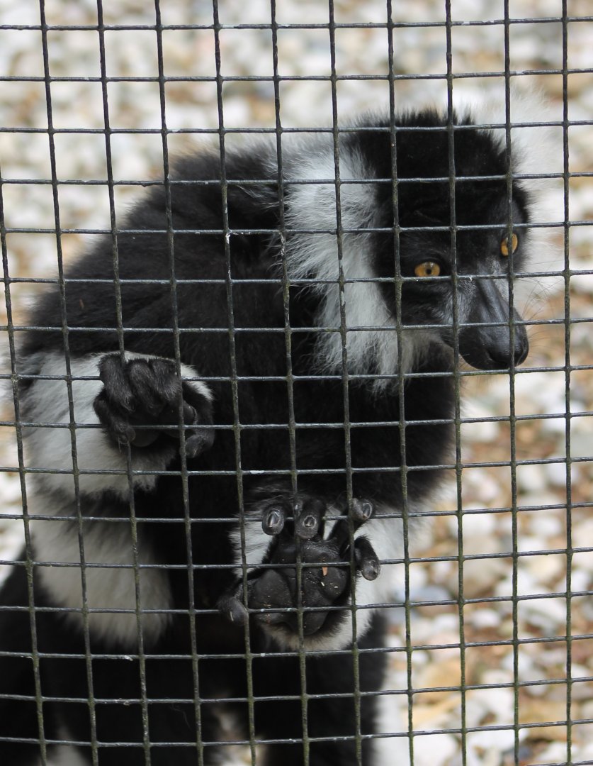 Ruffed lemur