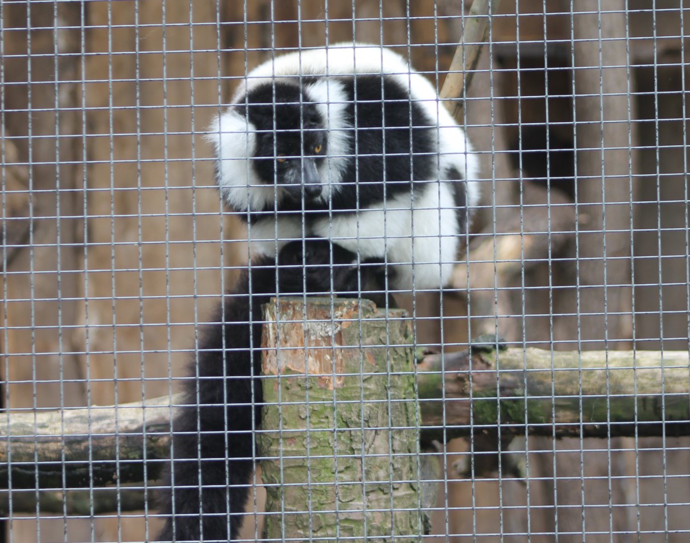 Ruffed lemur