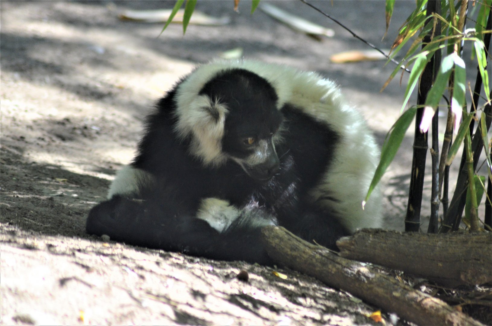 Ruffed Lemur