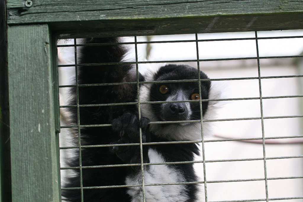 Ruffed Lemur