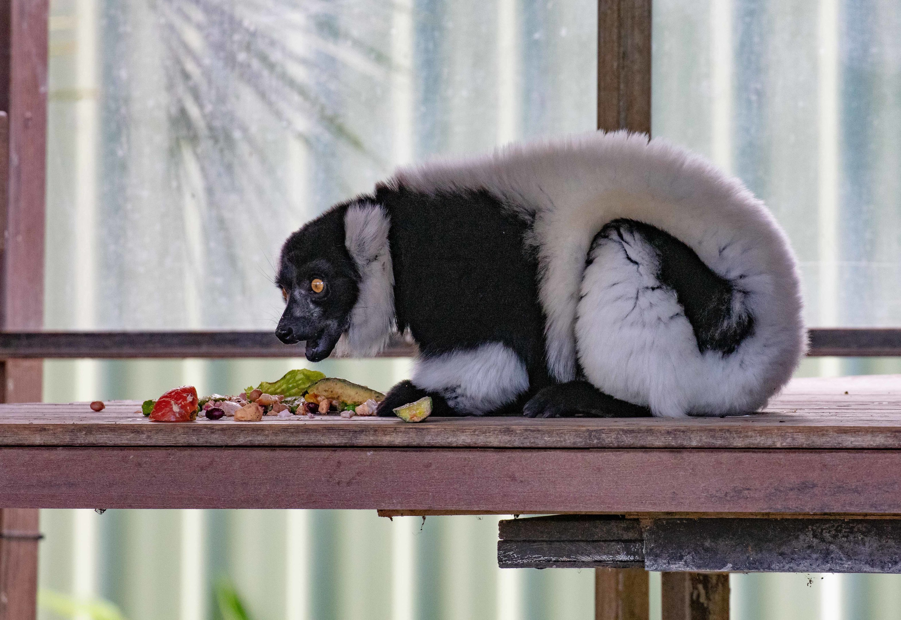 Ruffed Lemur