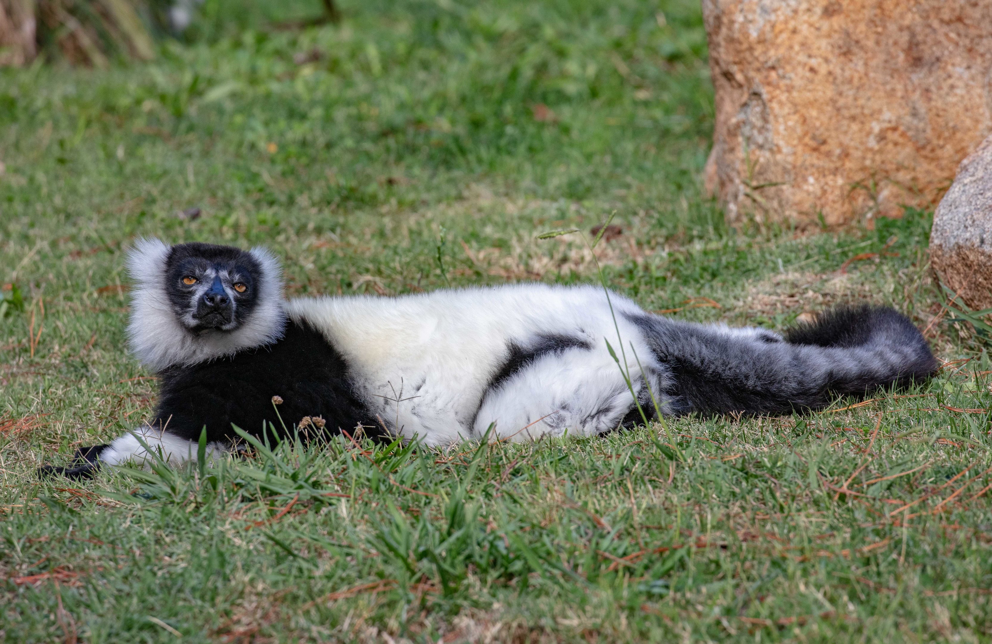 Ruffed Lemur