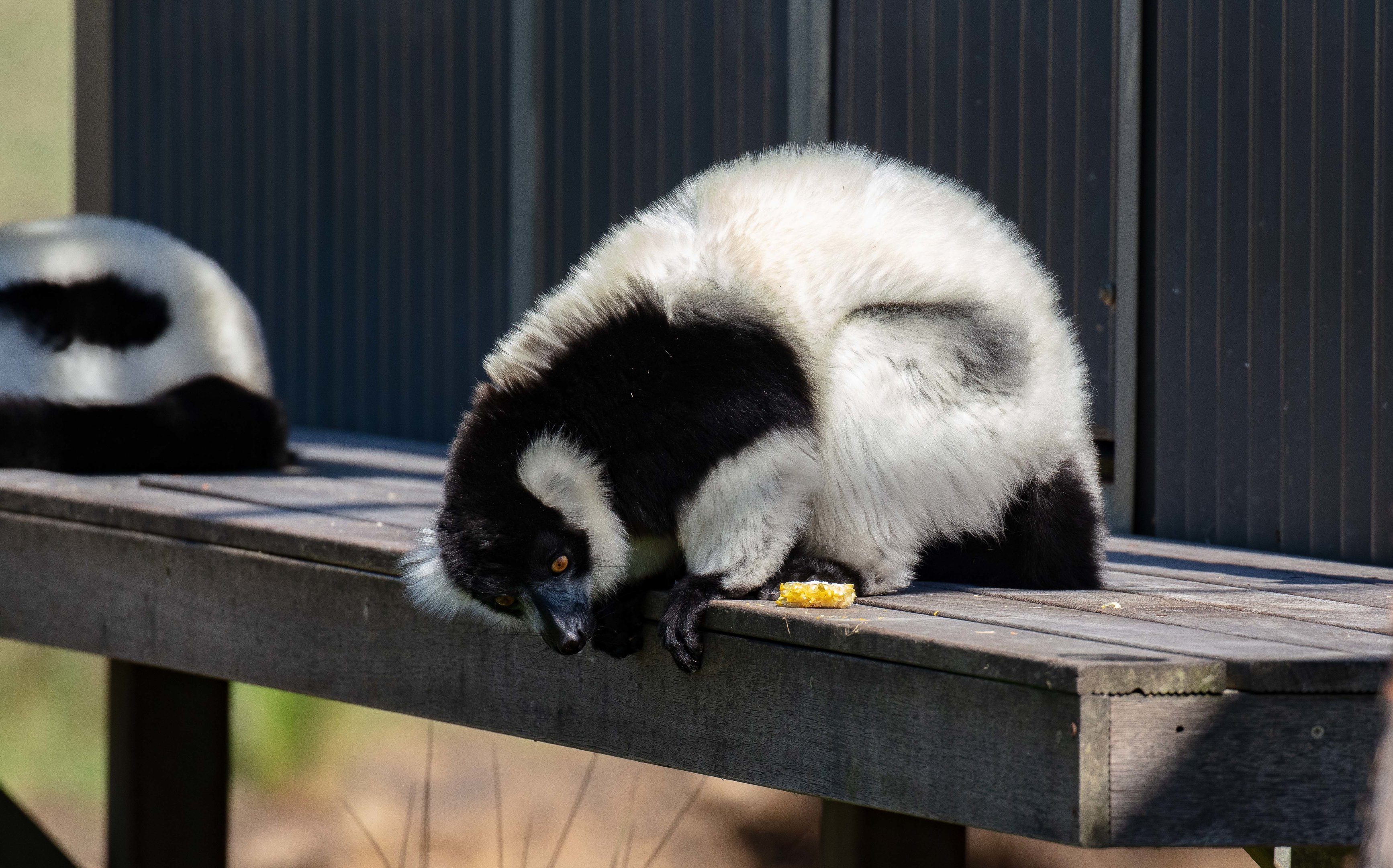 Ruffed Lemur