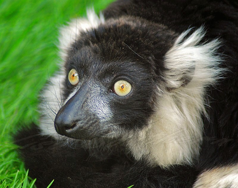 Ruffed Lemur