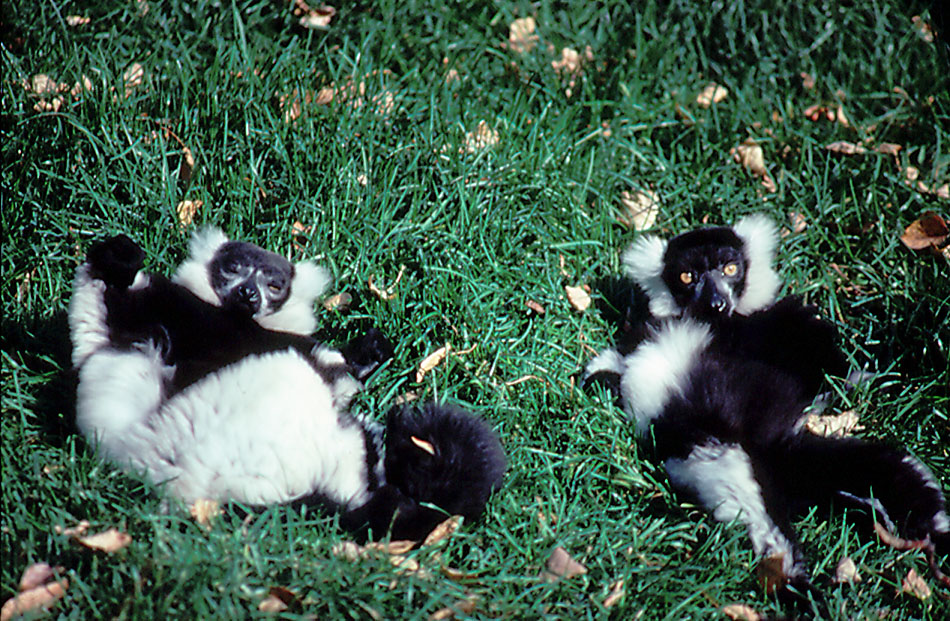 Ruffed Lemurs - 1987