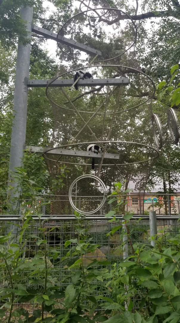 Ruffed Lemurs climbing in one of their 360 trees