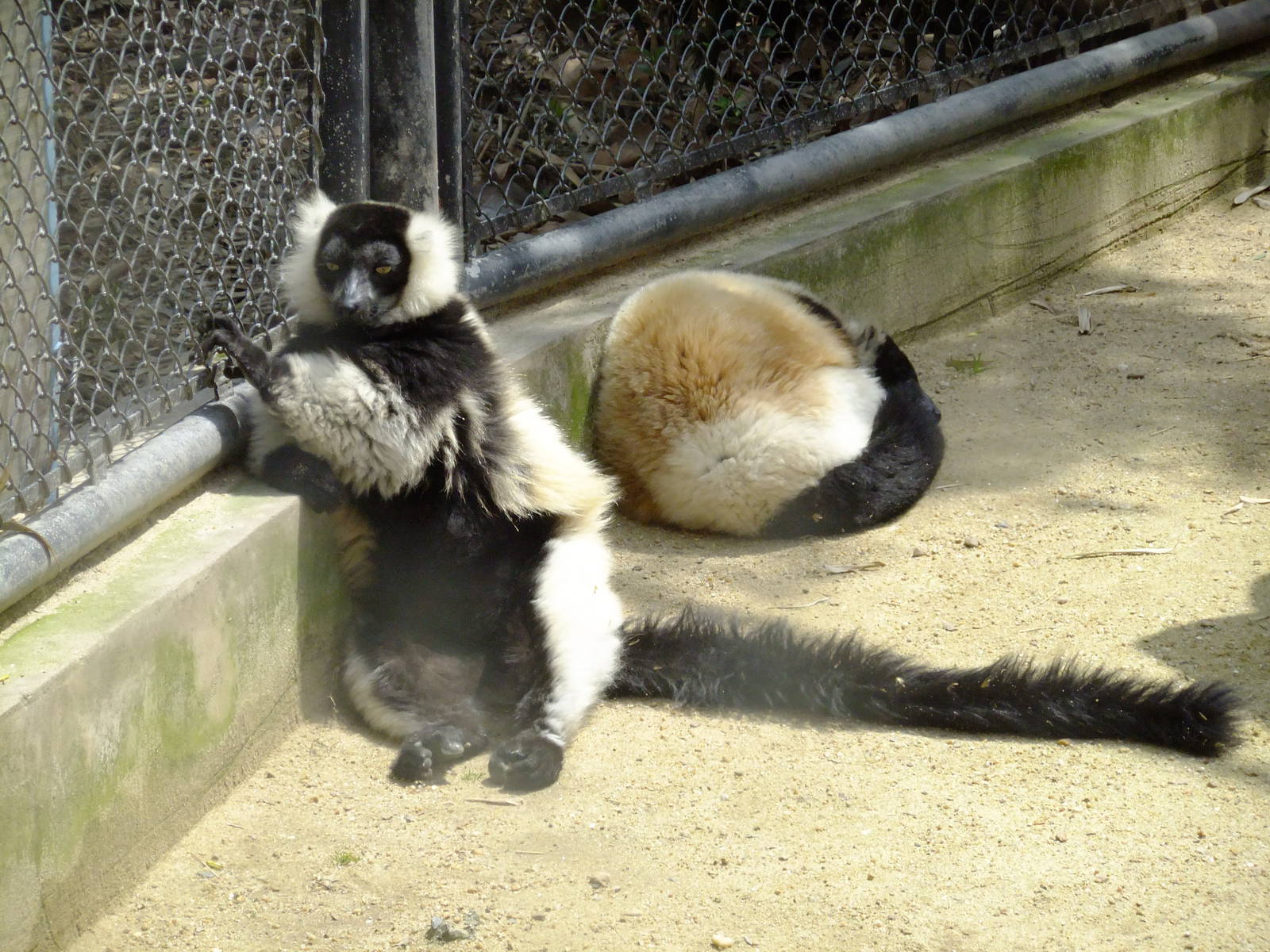 Ruffed Lemurs