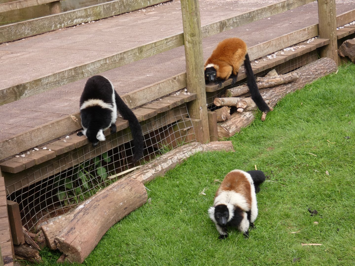 Ruffed lemurs