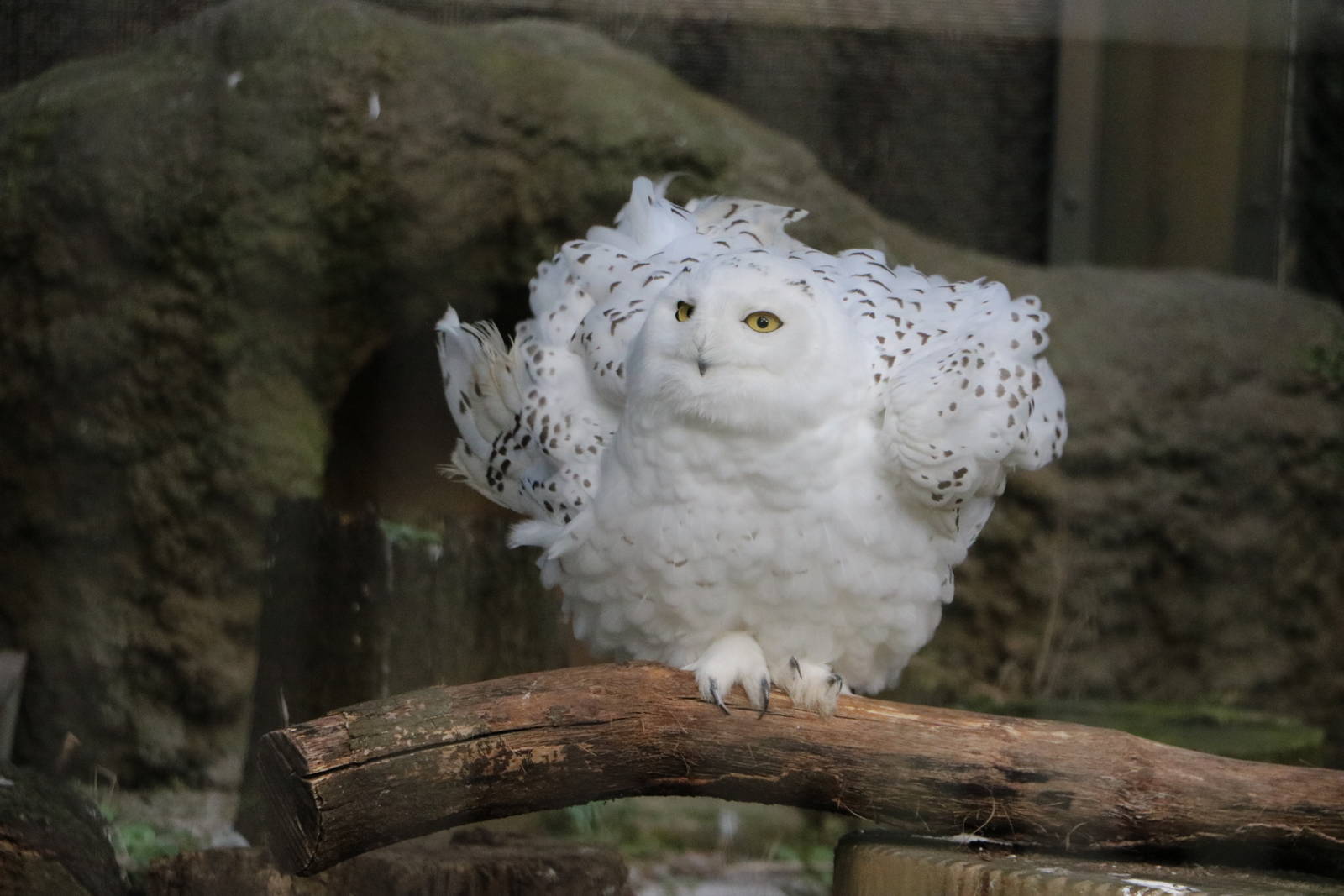 Ruffling snowy owl, February 2016