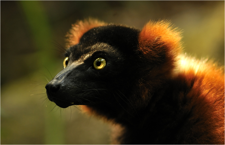 Ruffrf lemur at Zürich Zoo