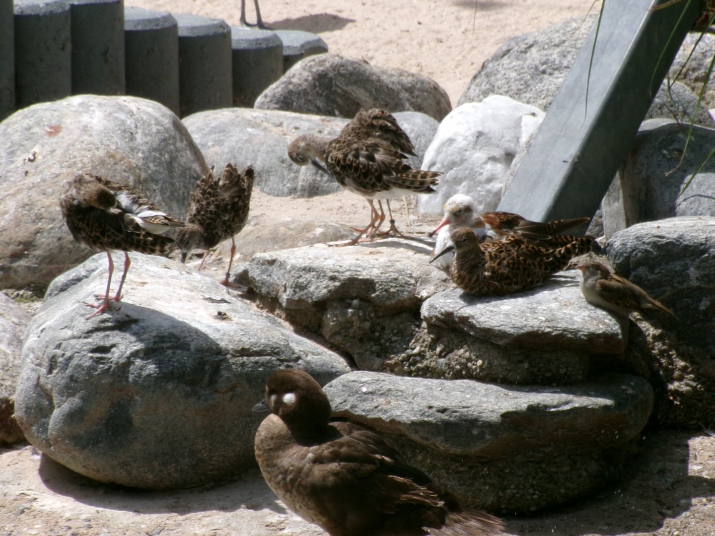 Ruffs and harlequin duck