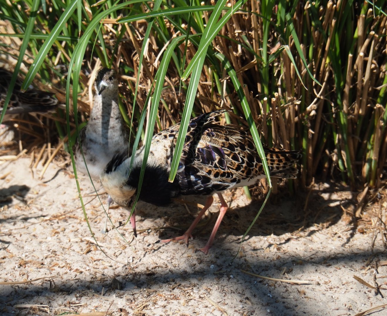 Ruffs (Calidris pugnax), 2019-04-20