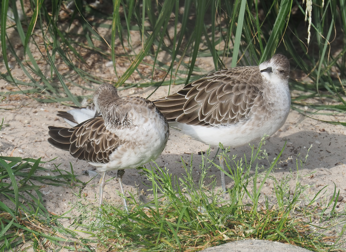 Ruffs (Calidris pugnax), 2022-09-04