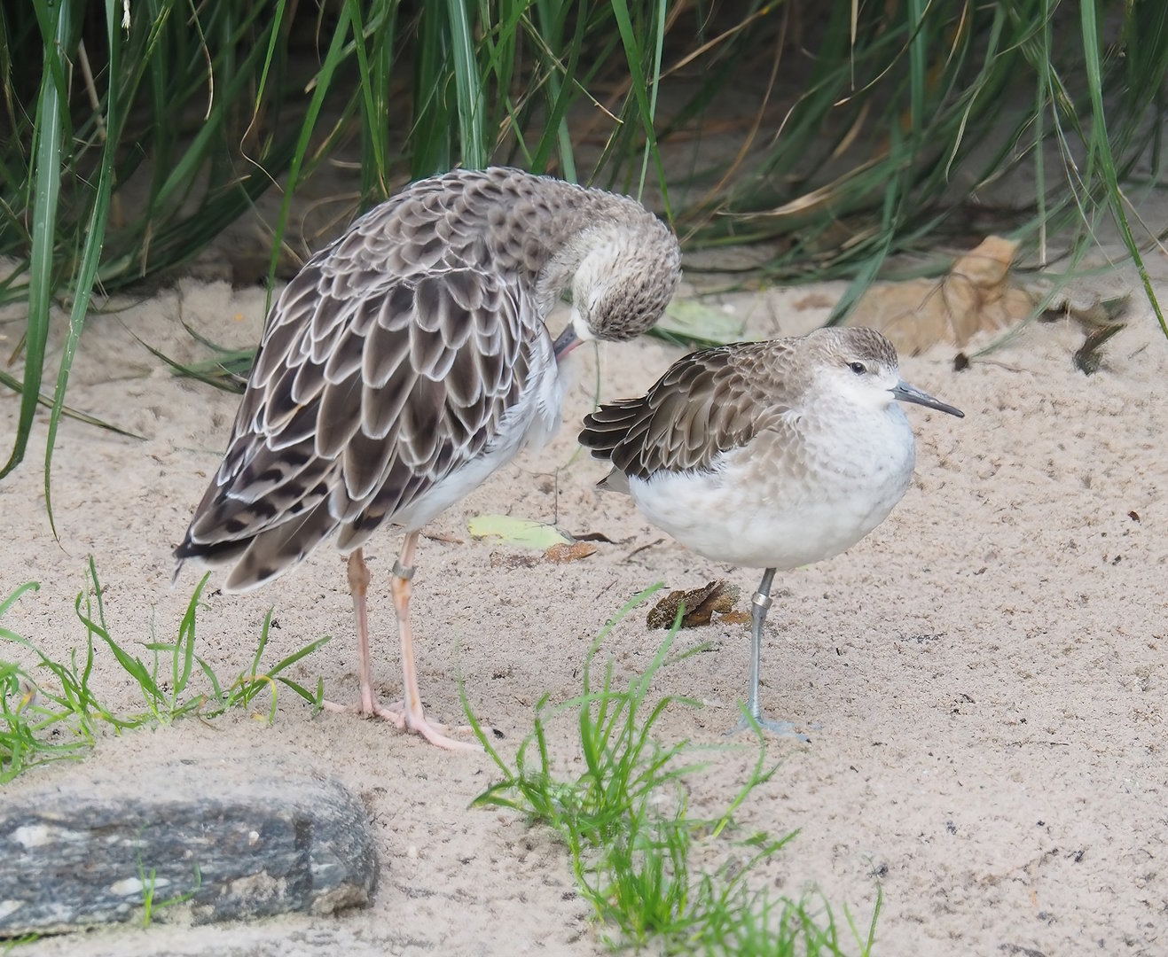 Ruffs (Calidris pugnax), 2022-10-29
