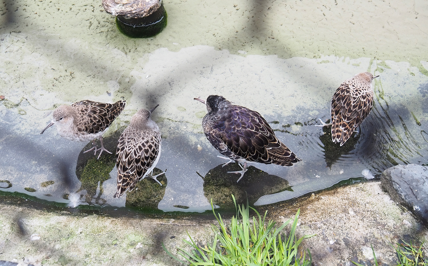 Ruffs (Calidris pugnax), 2023-04-08
