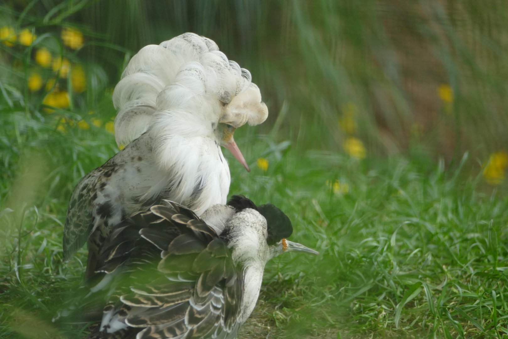 Ruffs displaying, June 2022