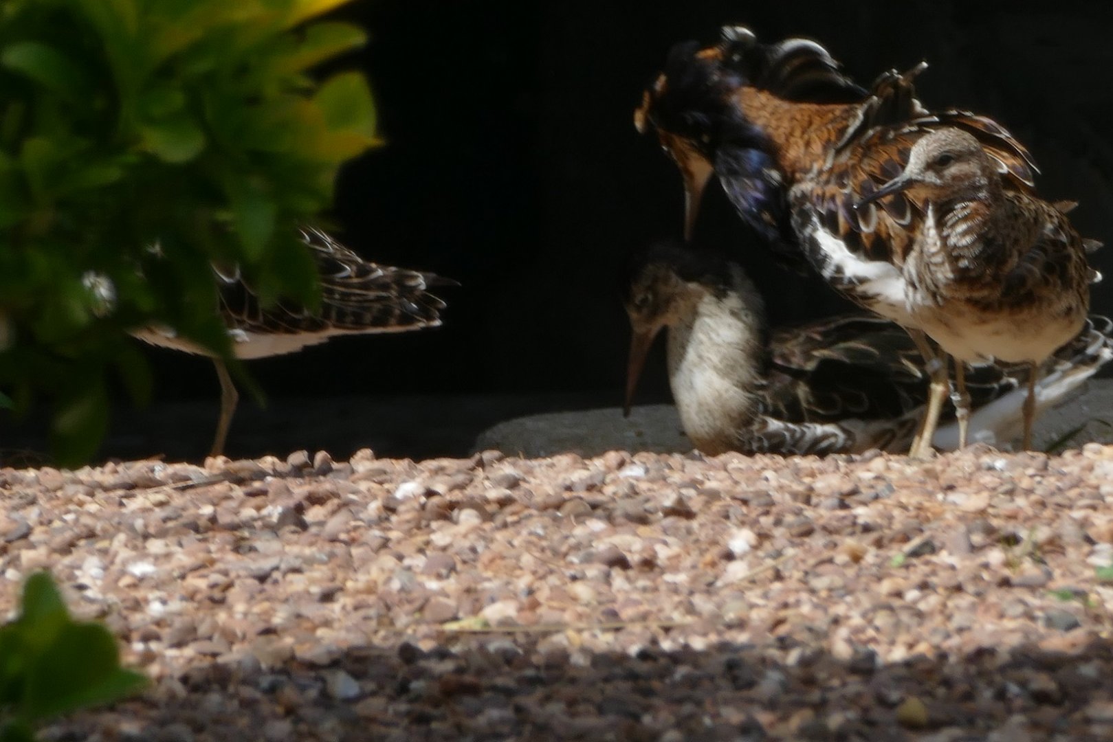 Ruffs with ruffs, Cottage Aviary, June 2019