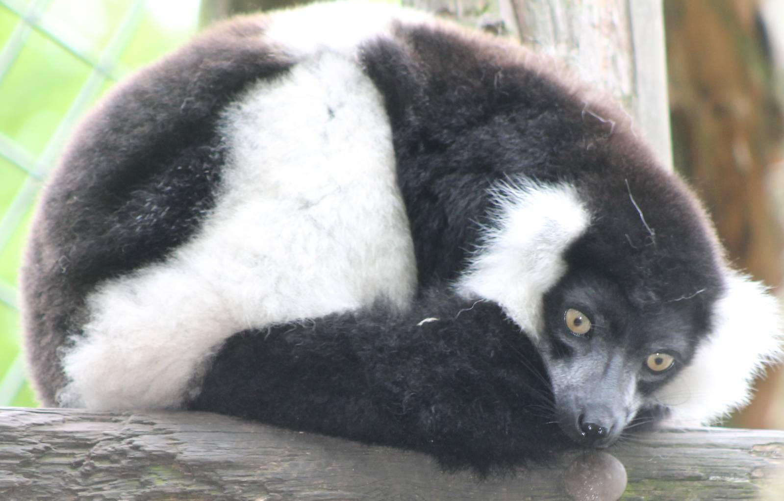 Ruffted lumur subspecies subcincta