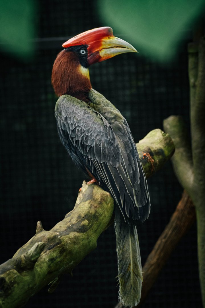 Ruffy the half blind Southern Rufous Hornbill