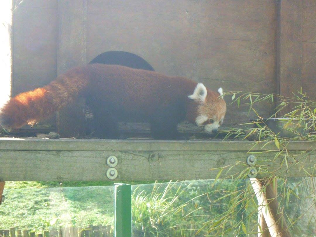 Rufina the Red Panda
