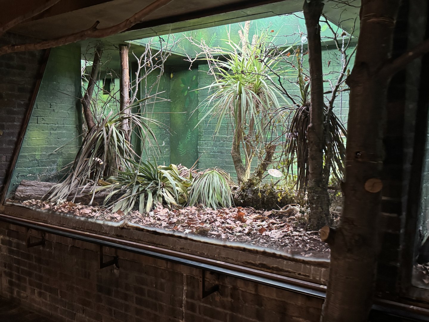 rufous and black elephant shrew exhibit
