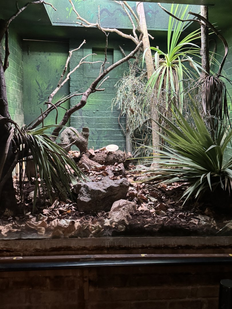 rufous and black elephant shrew exhibit