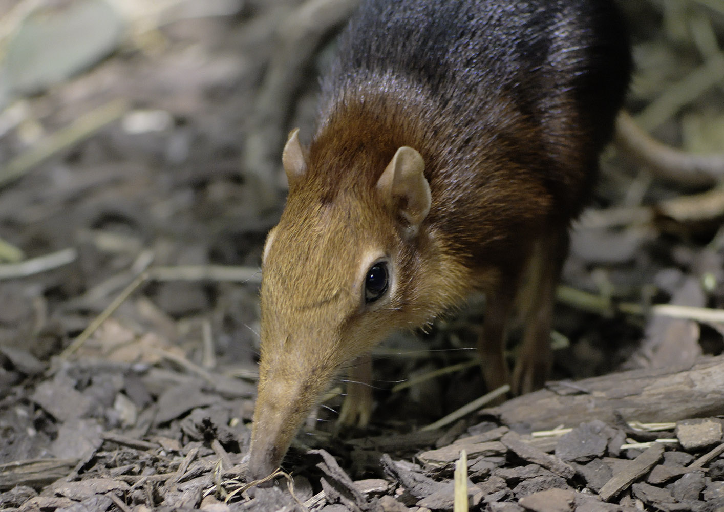 Rufous and black elephant shrew