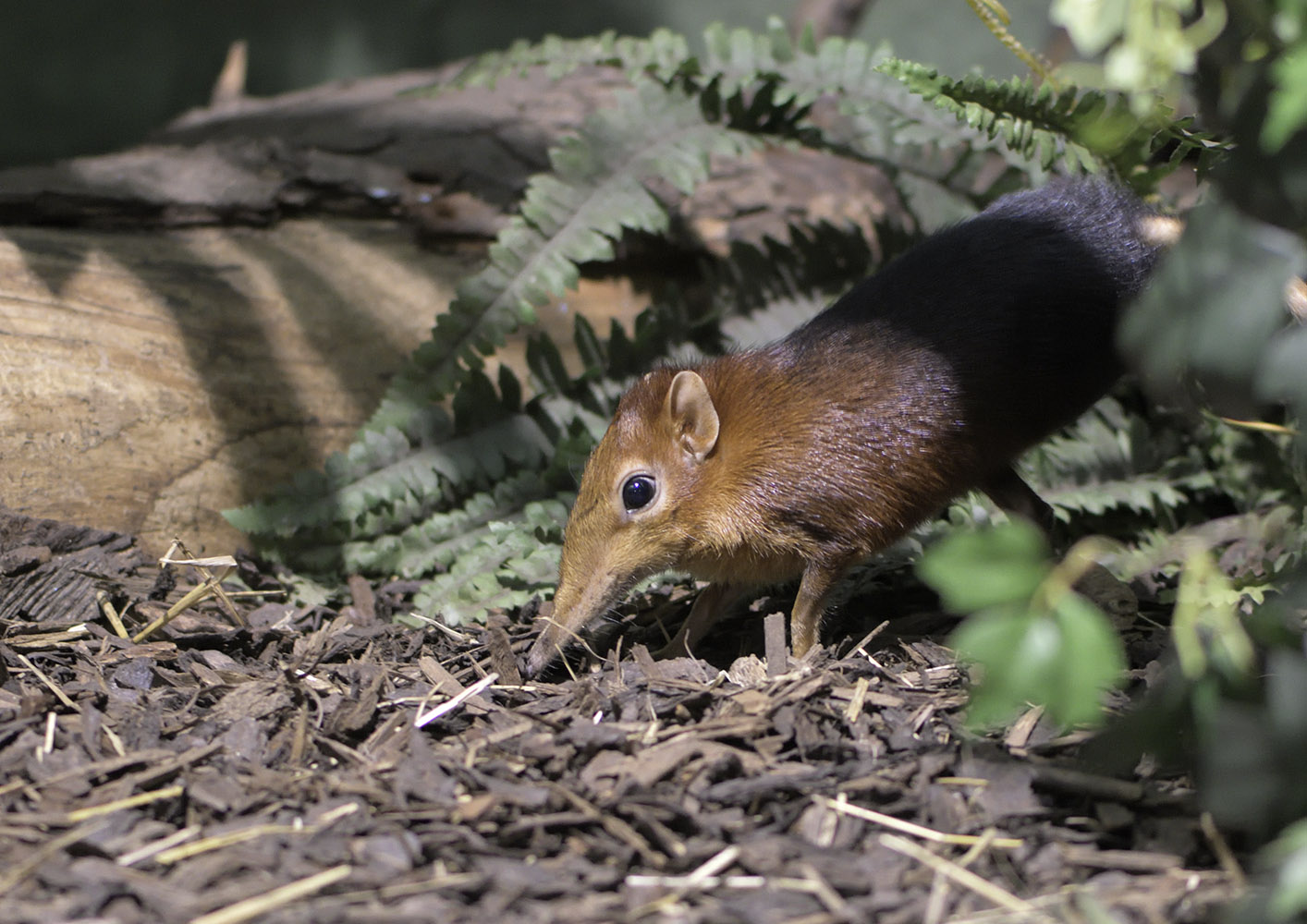 Rufous and black elephant shrew