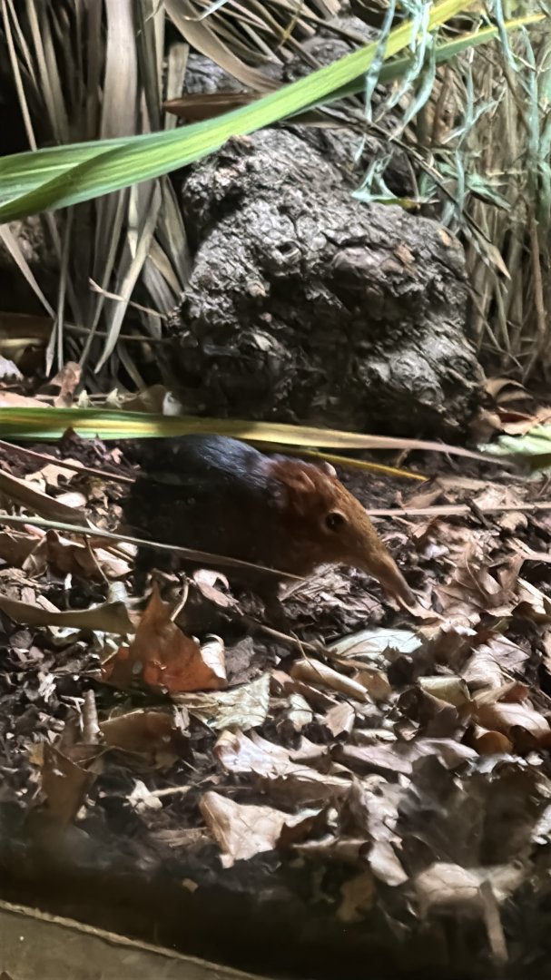 rufous and black elephant shrew