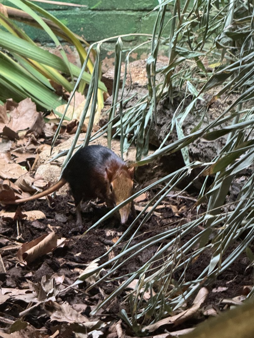Rufous and Black Elephant Shrew
