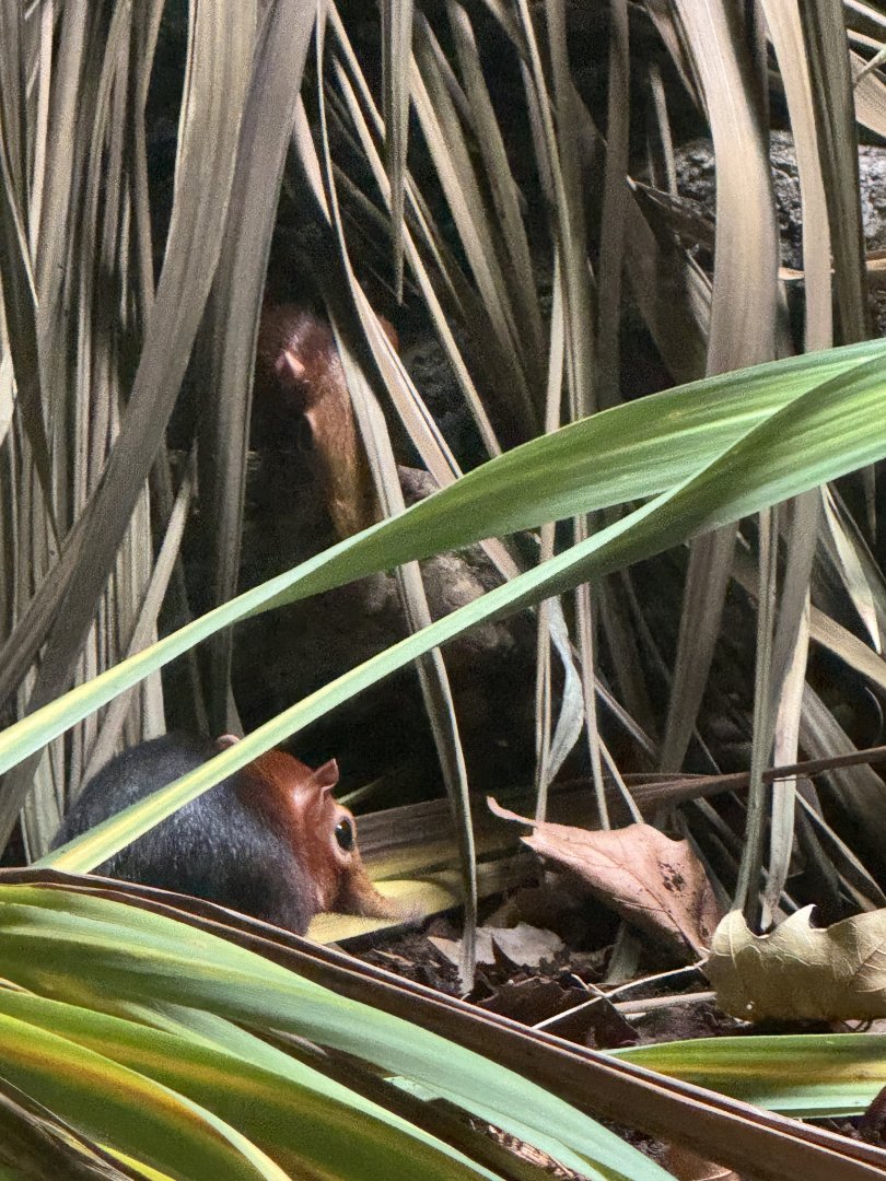Rufous and Black Elephant Shrew