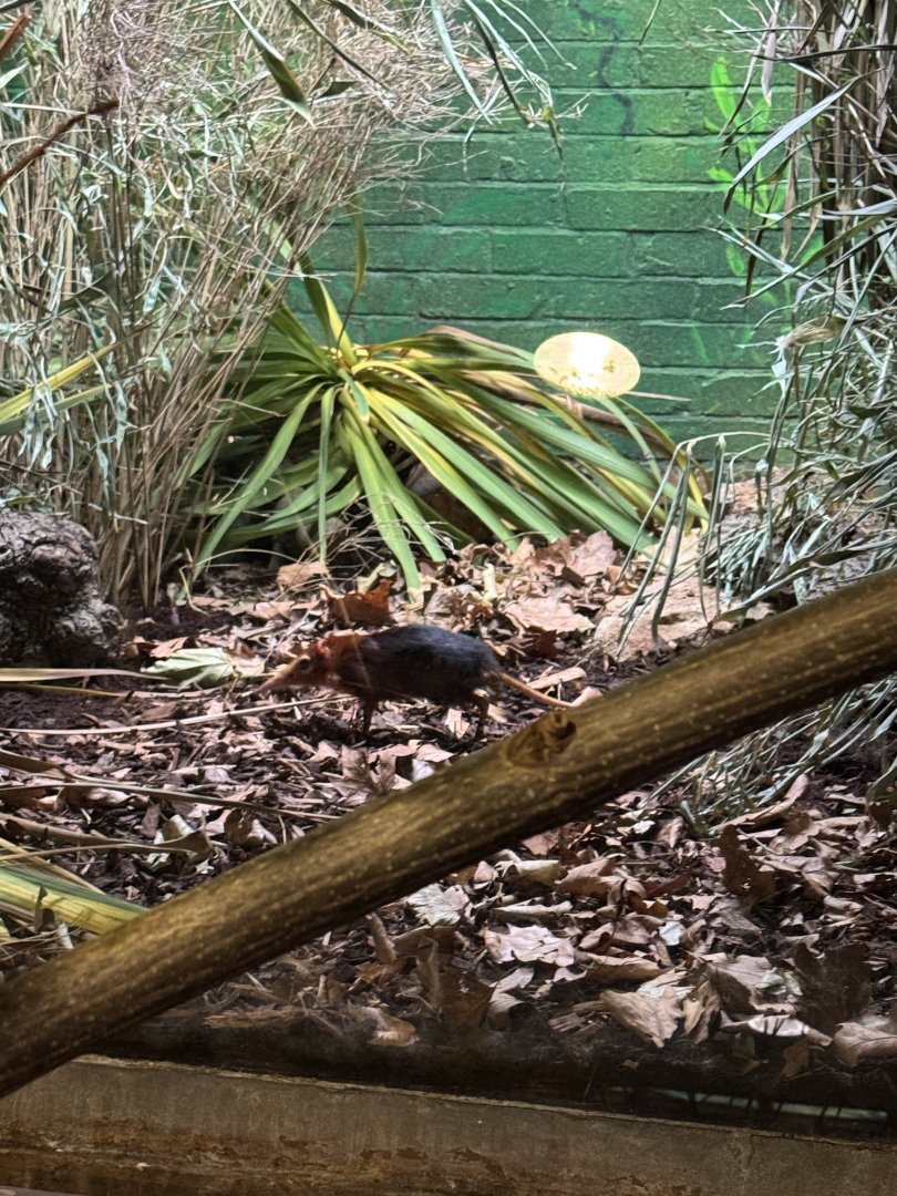 Rufous and Black Elephant Shrew