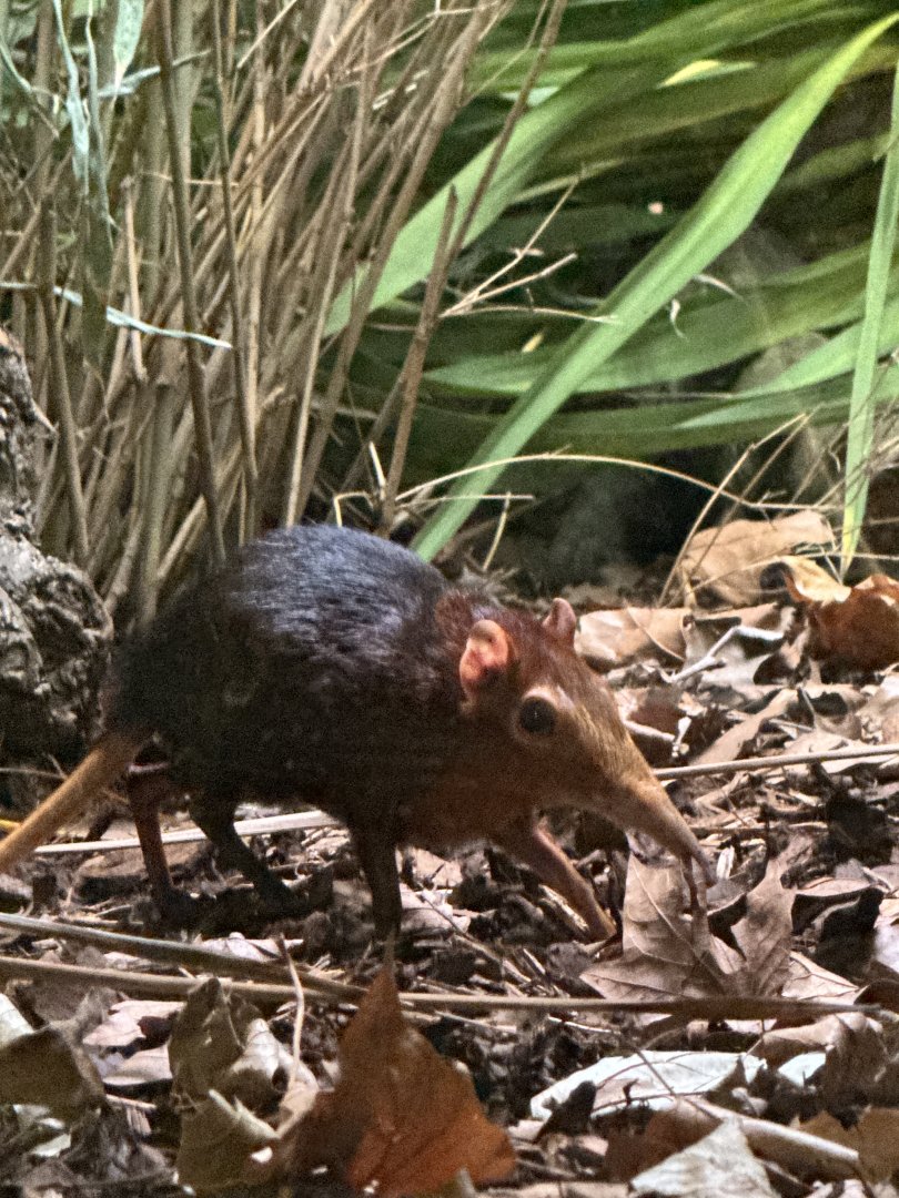 Rufous and Black Elephant Shrew