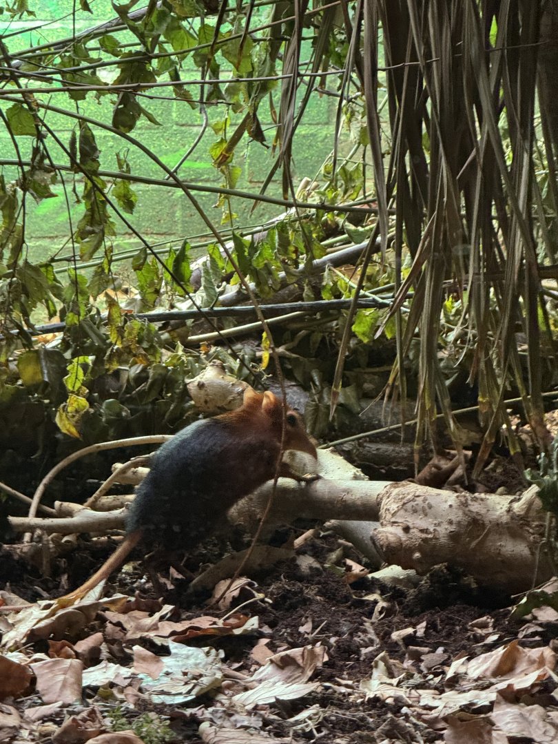 Rufous and Black Elephant Shrew