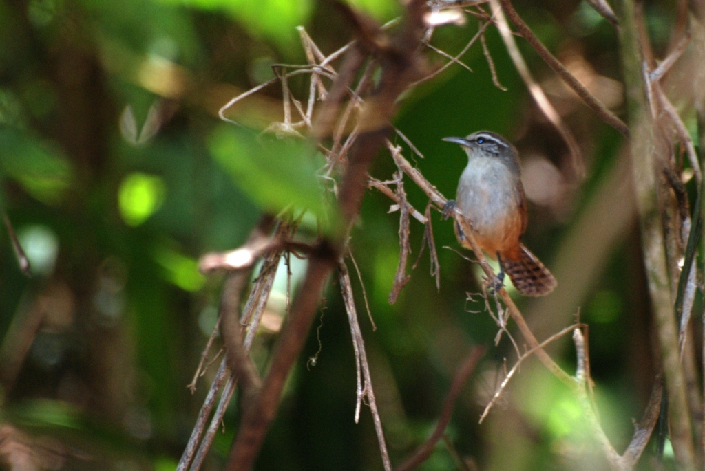 Rufous-and-White Wren at Monteverde Lodge, 20/04/14