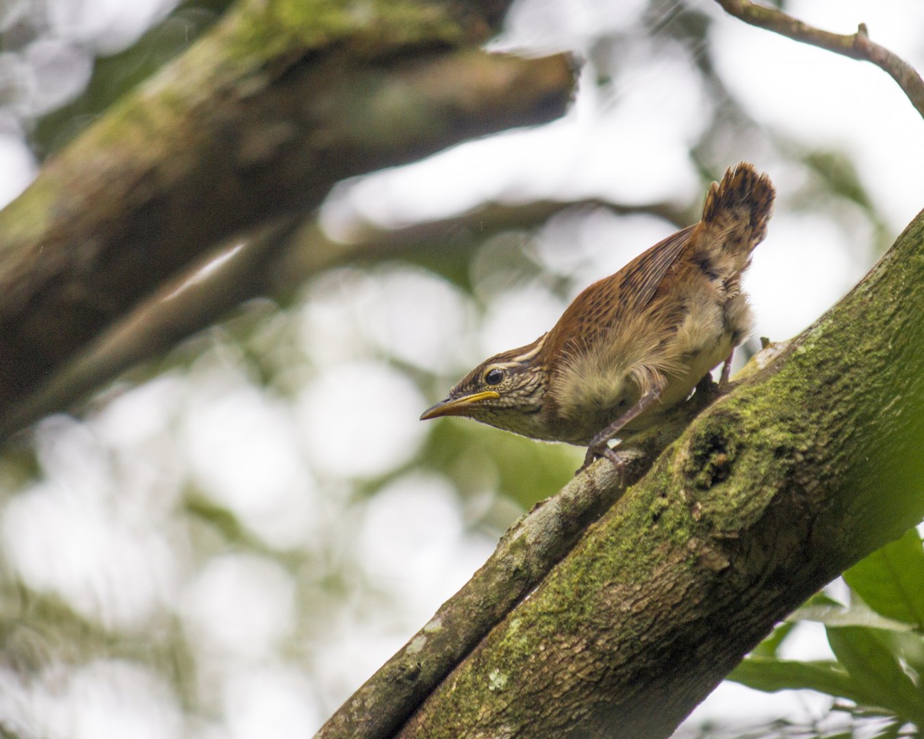 Rufous-and-white wren, Thryophilus rufalbus