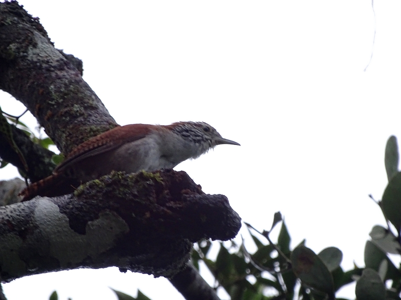Rufous-and-white wren