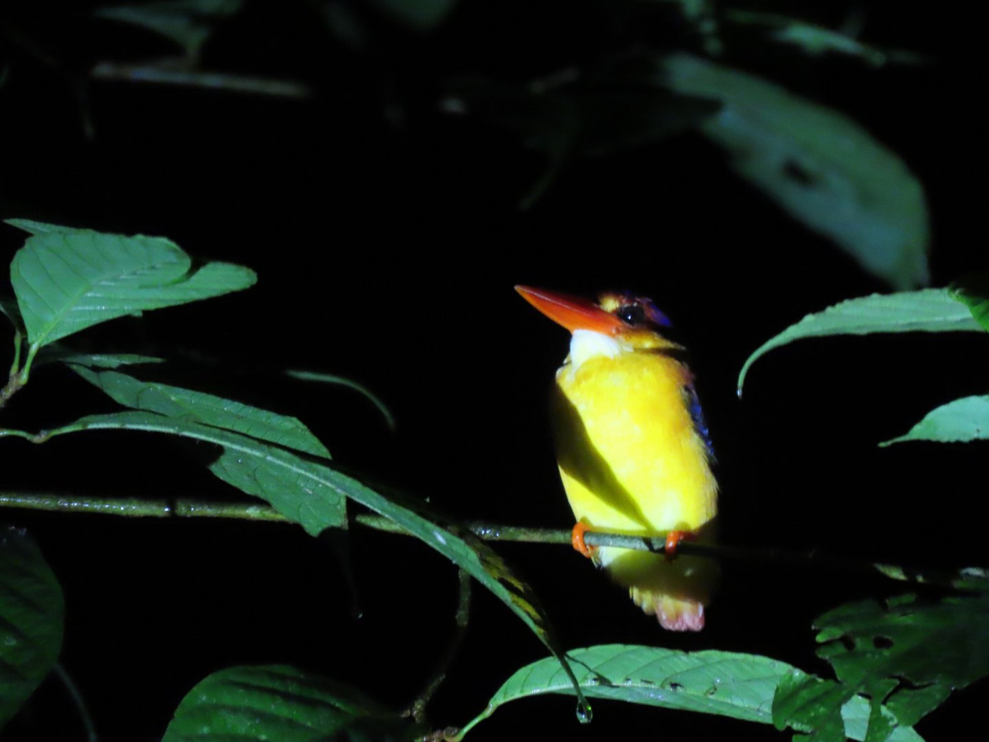 Rufous-backed dwarf kingfisher (Ceyx rufidorsa)