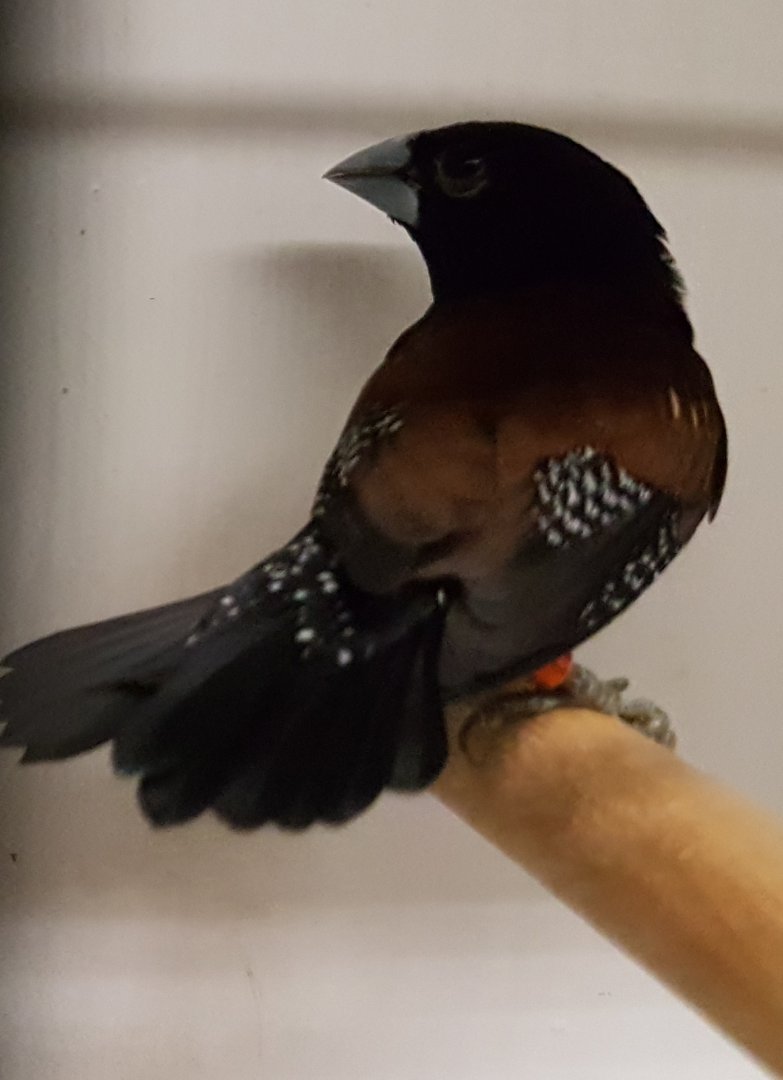 Rufous-backed mannikin