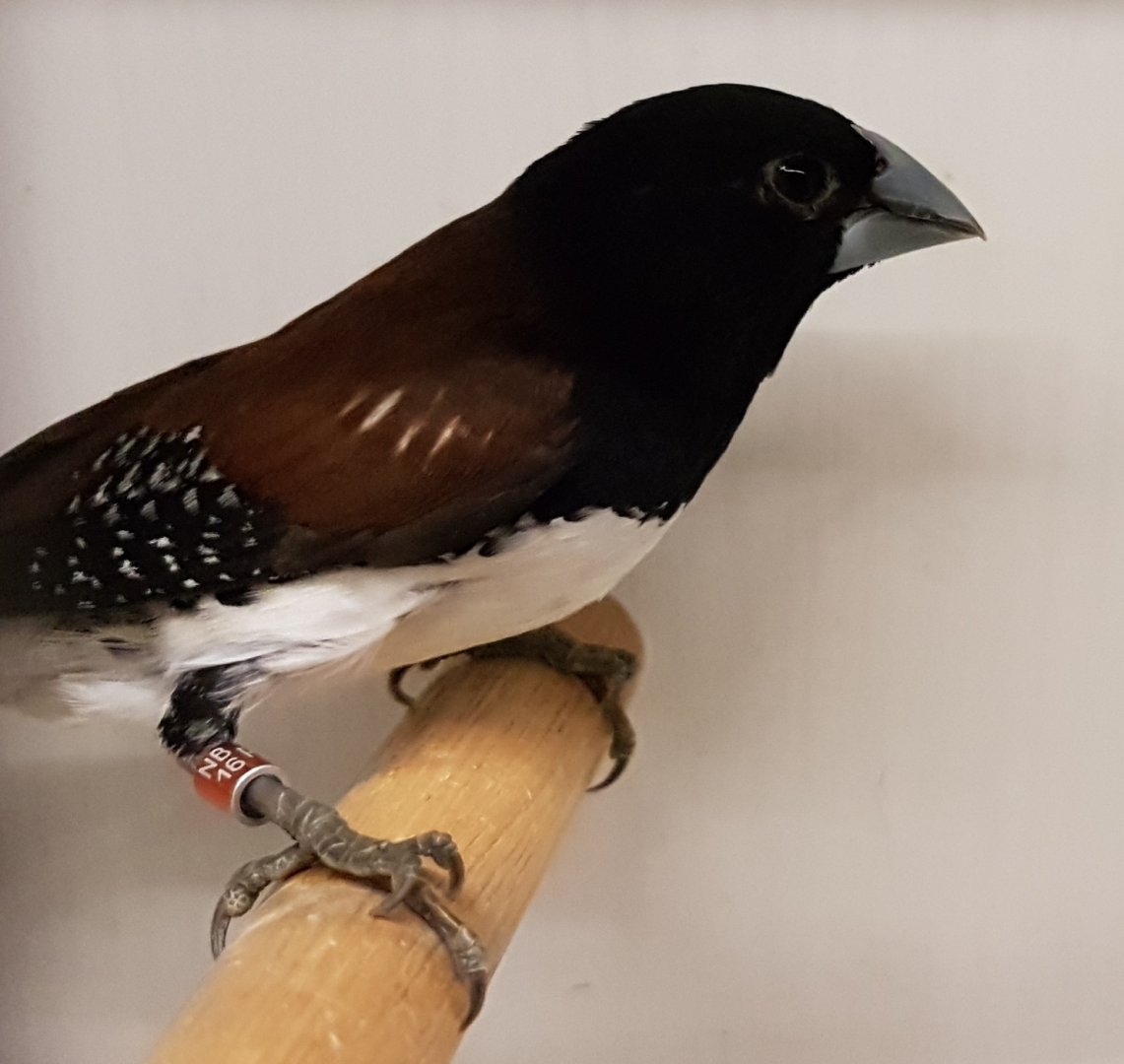 Rufous-backed mannikin