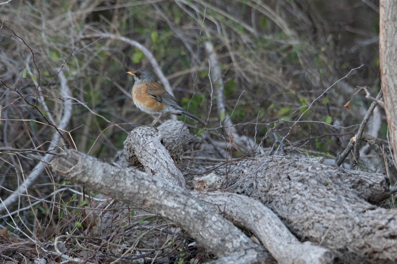 Rufous-backed Robin (Turdus rufopalliatus rufopalliatus)