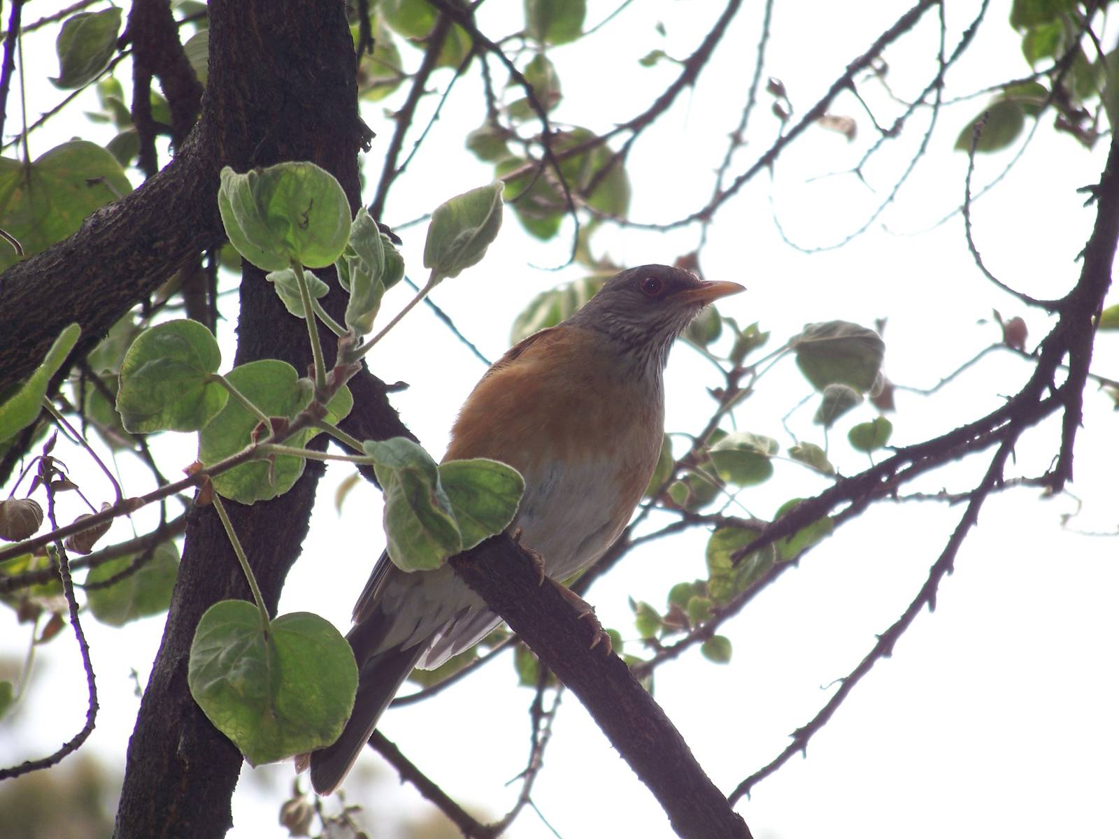 Rufous backed robin