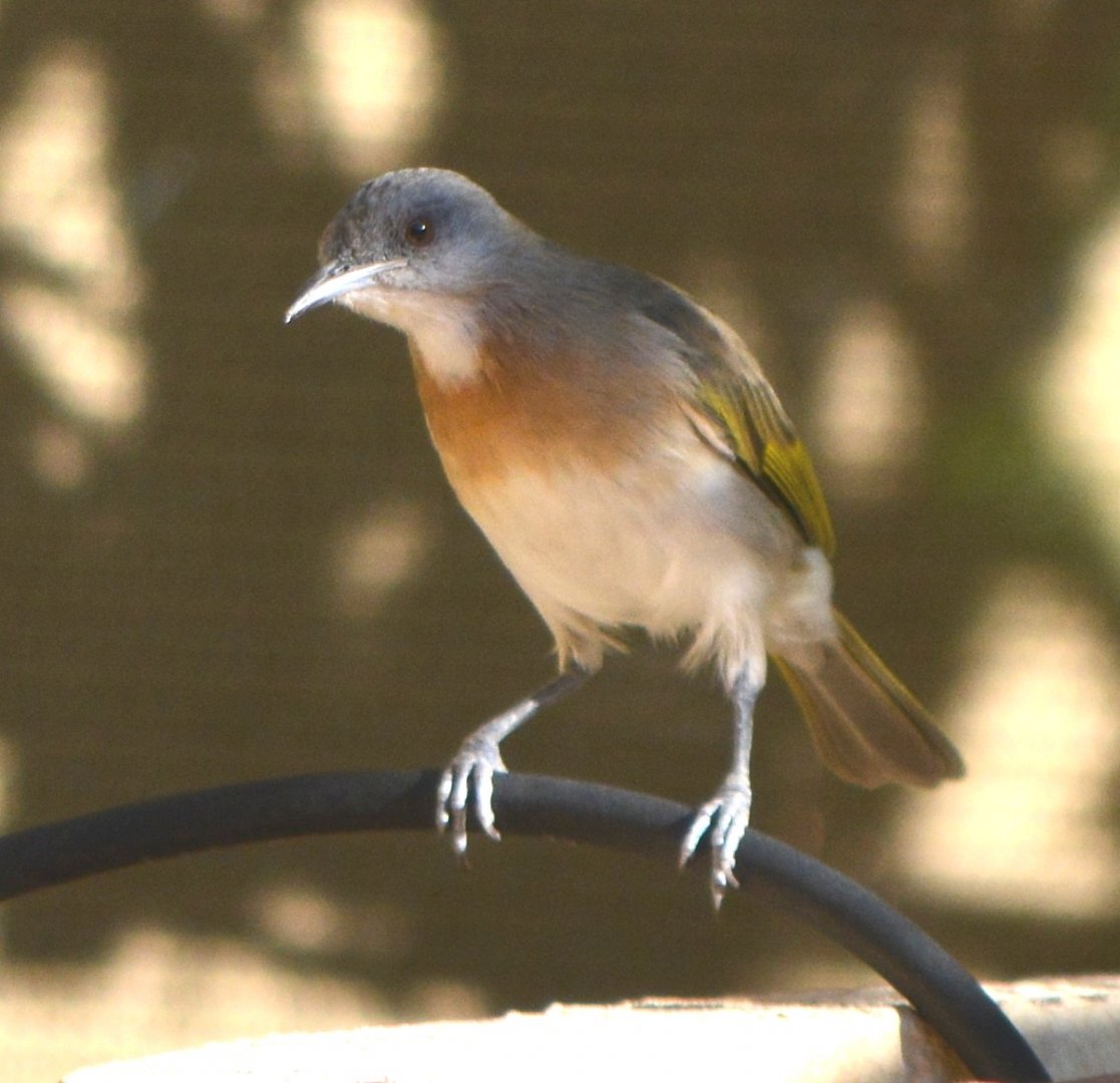 Rufous-banded honeyeater 2