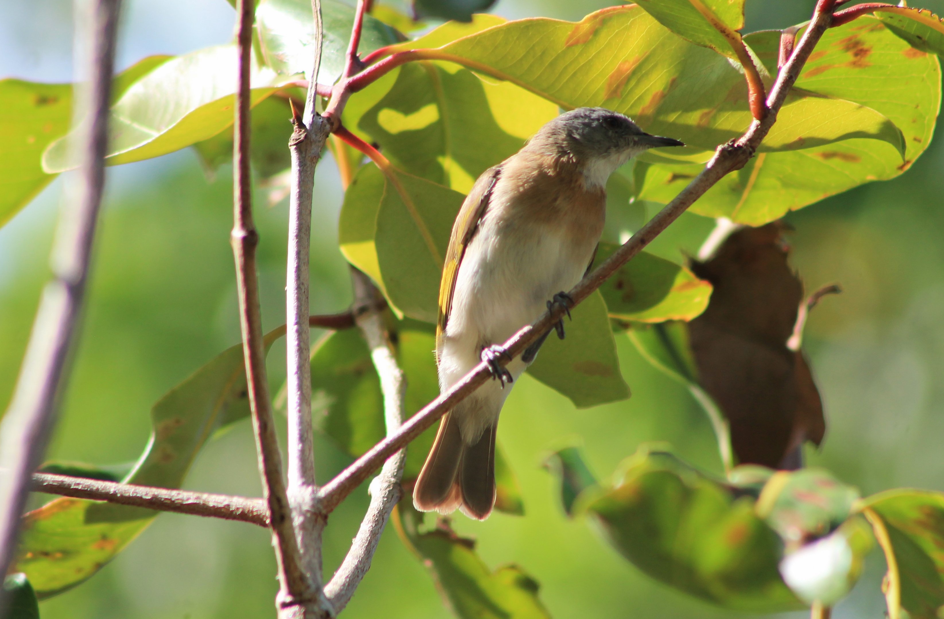 Rufous-banded Honeyeater (Conopophila albogularis)