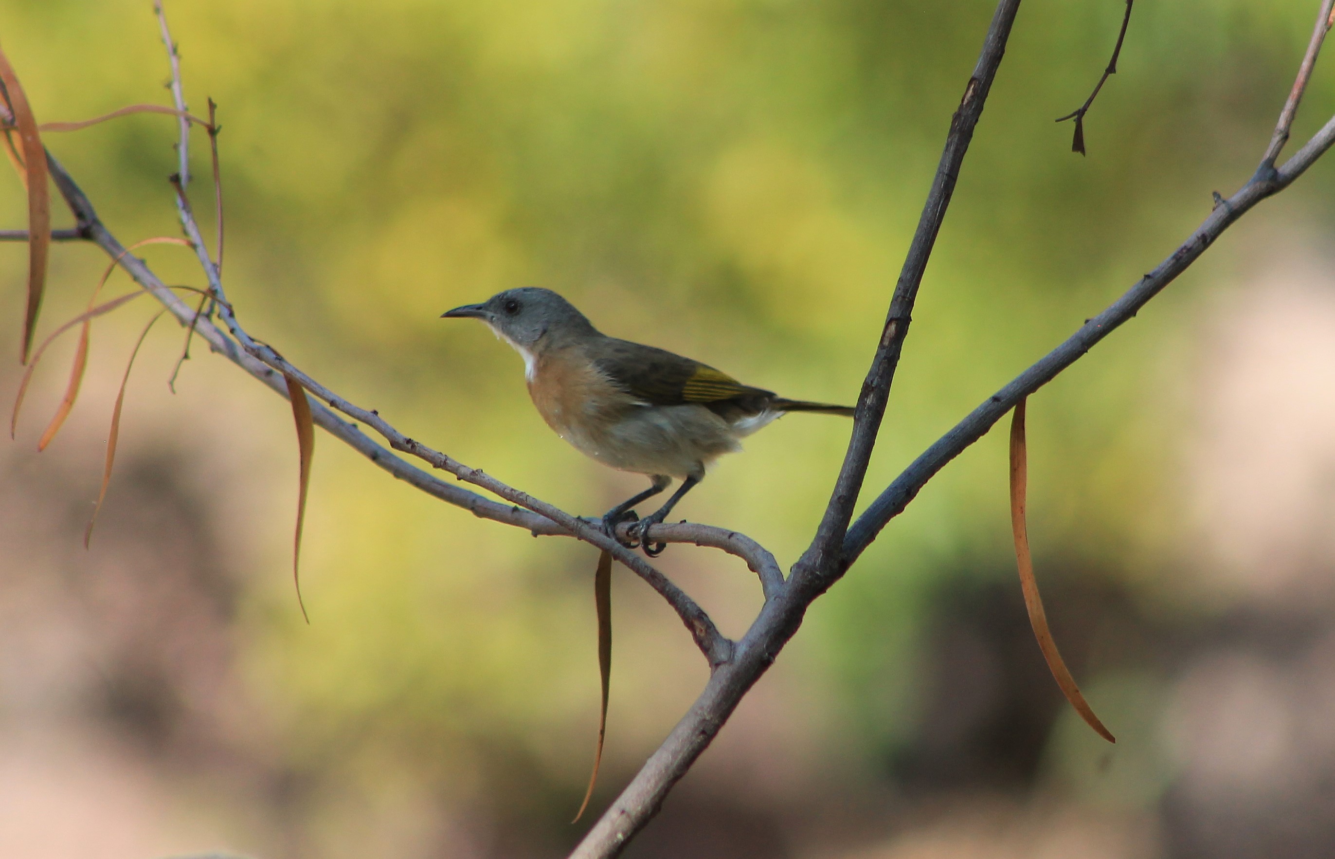 Rufous-banded Honeyeater (Conopophila albogularis)