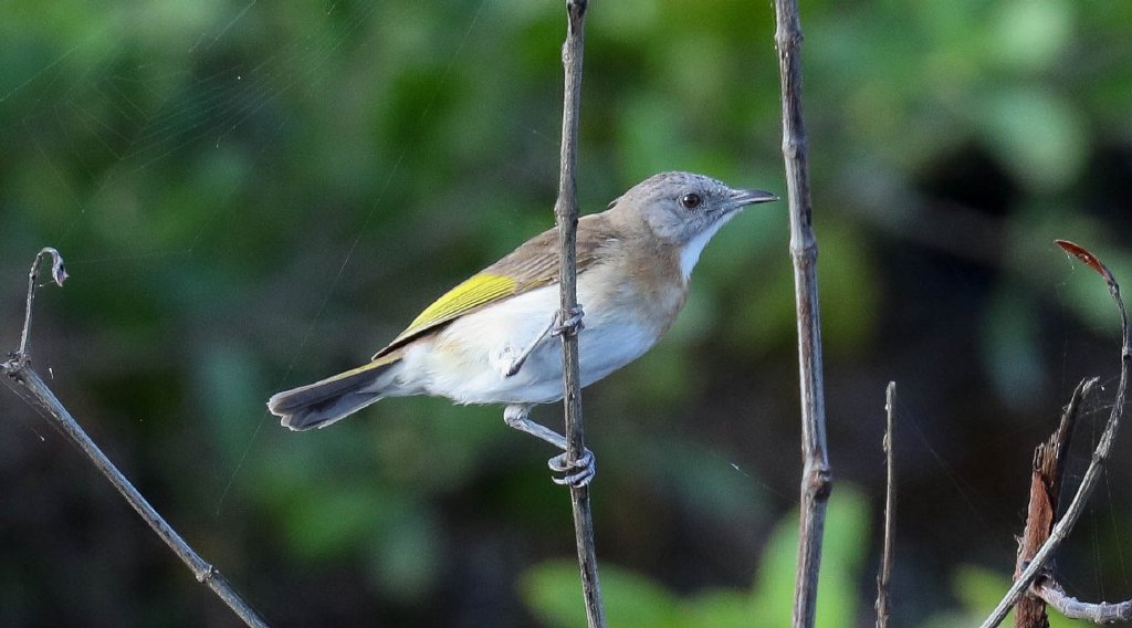 Rufous-banded Honeyeater